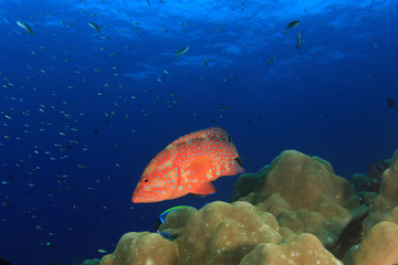 Fototapeta na wymiar Coral Grouper fish underwater
