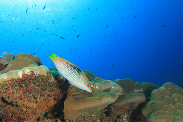 Fototapeta premium Tropical fish sea ocean coral reef underwater
