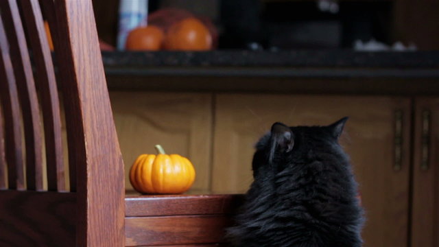 Black cat inspects small pumpkin sitting on a chair