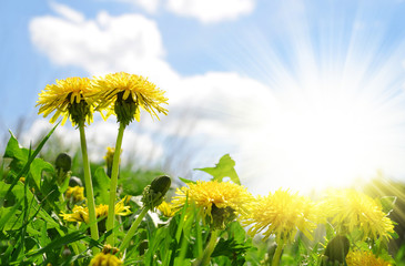 Blooming dandelions in the meadow with sunny sky. © vencav