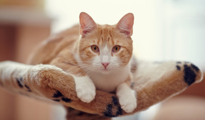 The red striped cat with red eyes