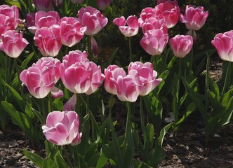 Fototapeta premium pink tulips in flower-bed