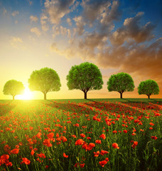 Spring landscape with red poppy field and trees in the sunset - obrazy, fototapety, plakaty