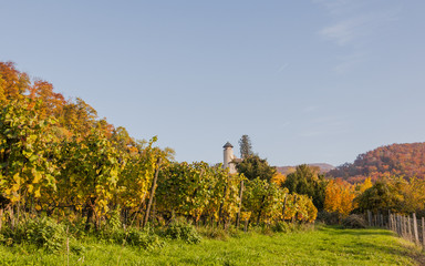 Naklejka premium Arlesheim, Dorf, Birseck, Schloss Birseck, Weinberg, Weinrebe, Herbstfarbe, Herbst, Schweiz