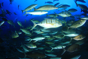 Pack of fish hunting: Tuna, Trevallies, Rainbow runners, Goatfish, Snappers