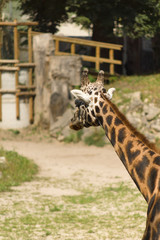 giraffe