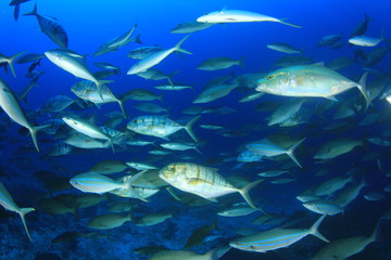 Pack of fish hunting: Tuna, Trevallies, Rainbow runners, Goatfish, Snappers