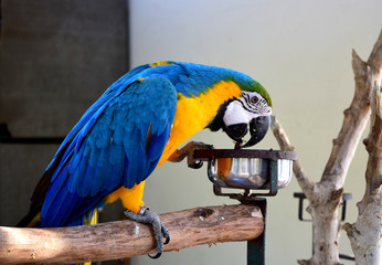 Blue and yellow macaw