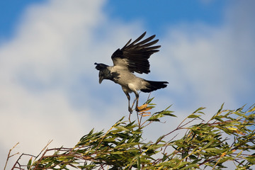 Flying crow landing on the bush. Hooded Crow (Corvus cornix).