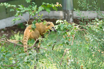 raccoon nasuella olivacea