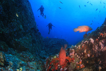 Naklejka na ściany i meble Scuba diving in ocean