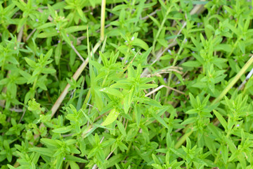 Finger grass Plantation