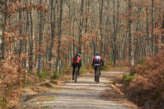 ruta en bicicleta a través del bosque