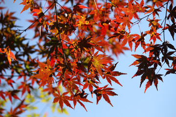 紅葉・もみじ