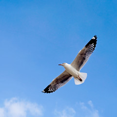 flying seagull bird