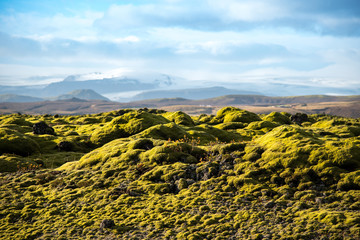 moss cover on volcanic landscape of Iceland