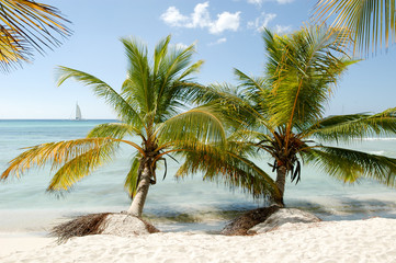 Beautiful caribbean beach on Saona island