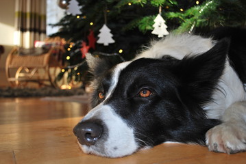 Dog under the Christmas tree