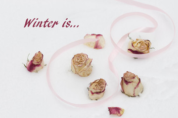 buds and petals are white and red roses in the snow with a pink ribbon and the word winter is