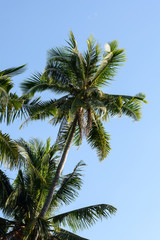 Fototapeta na wymiar coconut trees in the blue sunny sky