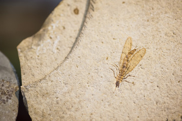 Fossil of insect