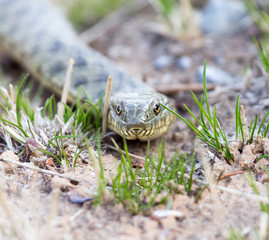 snake on the ground outdoors.