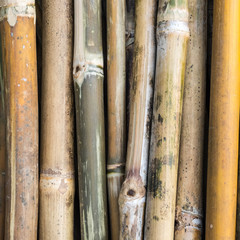 Pile of bamboo stalks