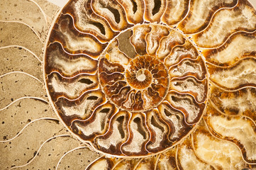 Detail of ammonite fossil shell