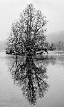 A single lonely tree in a foggy morning sits in the middle of beautiful river Krka, Slovenia, Europe