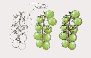 vector hand drawing set  tomatoes