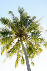 Fototapeta na wymiar coconut trees in the blue sunny sky