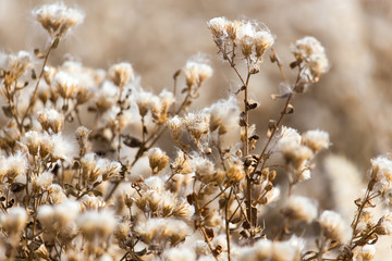 fuzz on the plant outdoors in autumn