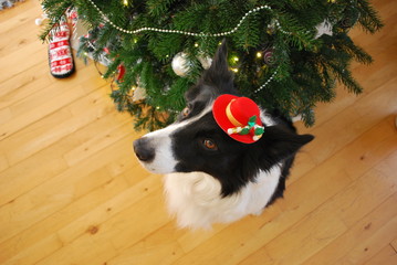 Cute border collie under the Christmas tree