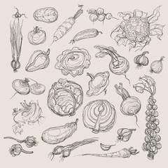 realistic vector hand drawing set of vegetables