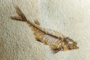 Close up Fossil fish