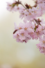 Oriental cherry branch with pink flowers on a green background