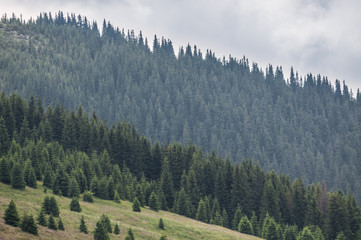 Fototapeta na wymiar mountains covered by forests, diagonal shape