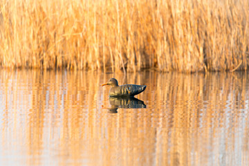 duck on the lake in the nature