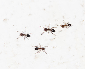 ants on a white wall