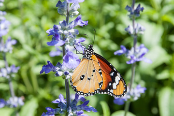 Close up a butterfly