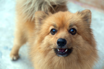 Pomeranian dog/Close up face of pomeranian dog.
