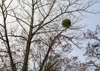 Jemioła – rodzaj pasożytniczych roślin z rodziny sandałowcowatych lub jemiołowatych © Senatorek