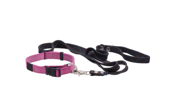 Dog leash and collar.