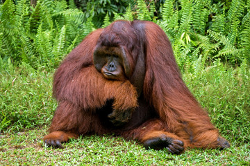 Dominant male orangutan sitting on the ground. Indonesia. The island of Kalimantan (Borneo). An excellent illustration. © gudkovandrey