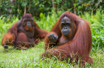 Оrangutans are sitting on the ground. Indonesia. The island of Kalimantan (Borneo). An excellent illustration.