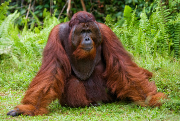 Dominant male orangutan sitting on the ground. Indonesia. The island of Kalimantan (Borneo). An excellent illustration. © gudkovandrey