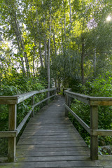 Wooden Boardwalk