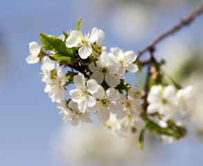 flowers on the tree against the blue sky