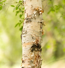 birch trunk wild in nature