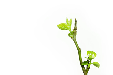 The Herbal sprout. The tree branch.